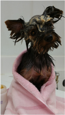 puppy in towel