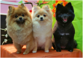 Three Pomeranians