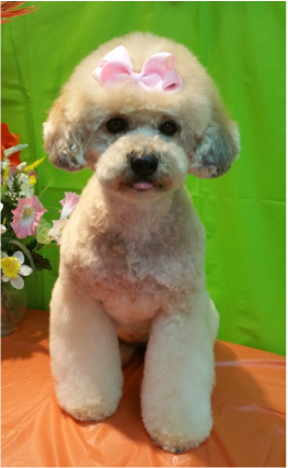  cute poodle with bow